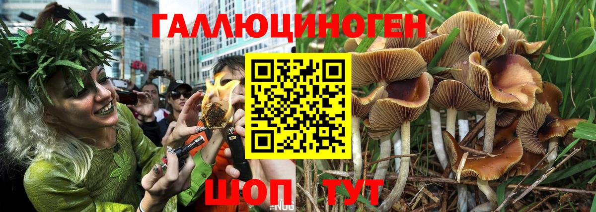 Псилоцибиновые грибы GOLDEN TEACHER  Псилоцибиновые грибы Psilocybe  Балахна 
